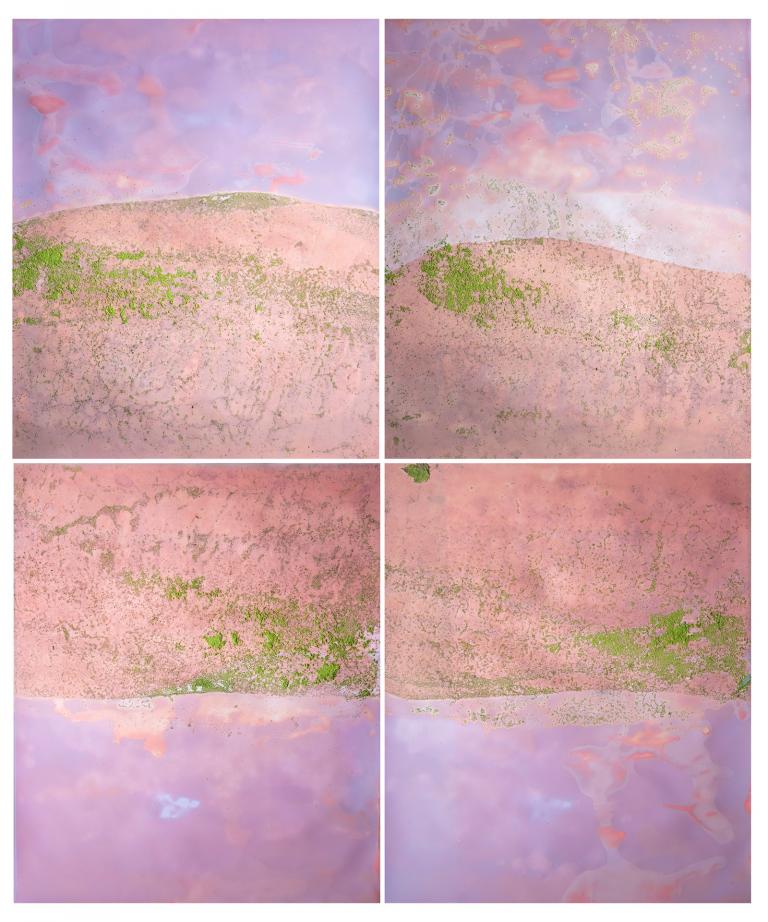 Kyra Schmidt, M.F.A., photography, 2017, "Algae, Smith Mountain Lake, Virginia (Ilford VC Fiber Matte, dipped in algae water, unfixed)," silver gelatin lumen print, plant matter, 48" x 40", 2017. Courtesy of the artist. Signature image for "Earth, Matter, Paper" exhibition