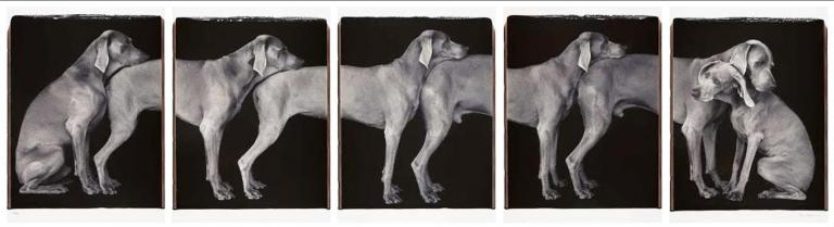 Signature image for The Dog Show exhibition