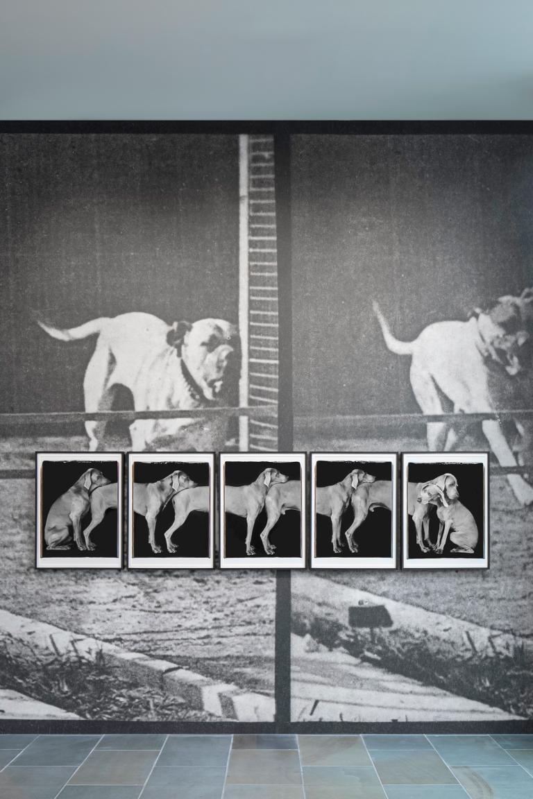 The Dog Show | SCAD Museum of Art