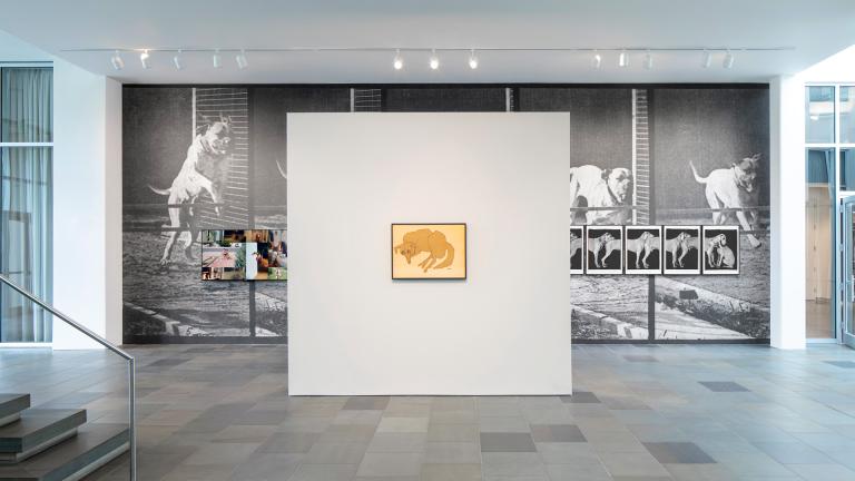 installation view of Dog Show exhibition