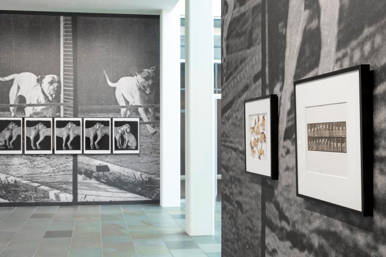 installation view of Dog Show exhibition
